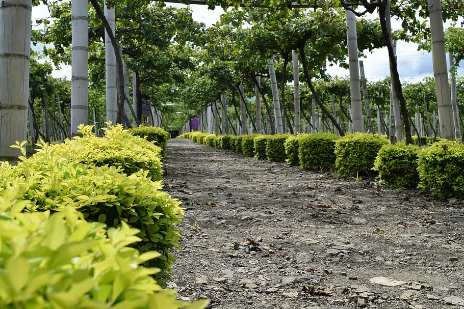 path, grapes, vineyard, colombia, harvest, cultivation, plant HD wallpaper
