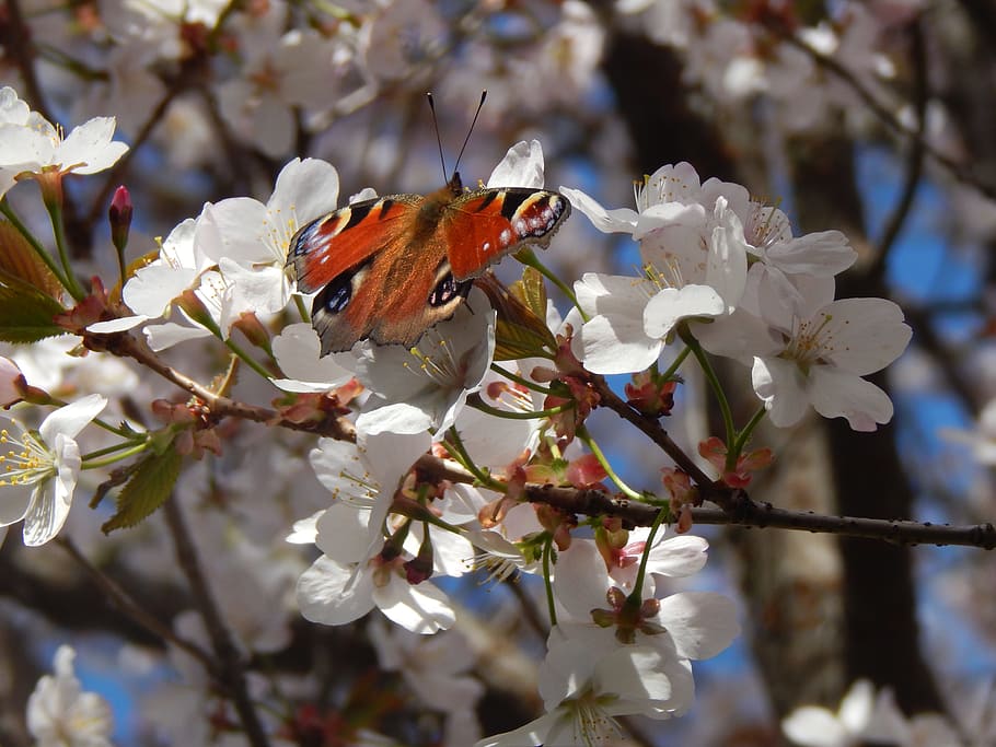 Butterfly, Tree, Tree, Spring, Nature, flower, fragility, no people HD wallpaper