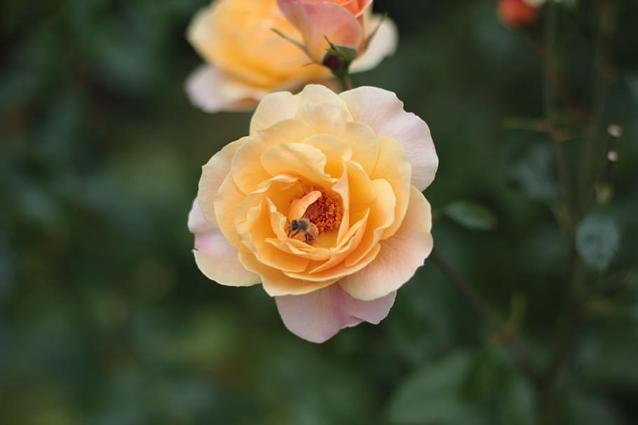 Flower, Yellow, Rose, nature, plant, petal, close-up, beauty In Nature HD wallpaper