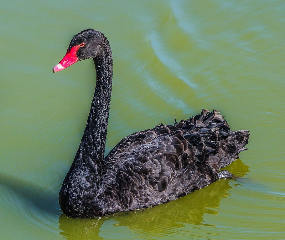 black and gray duck on body of water, swan, bird, black swan