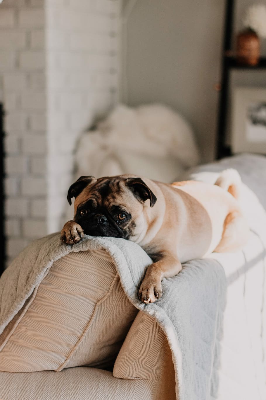 fawn pug lying on gray blanket, fawn pug lying on white mattress HD wallpaper