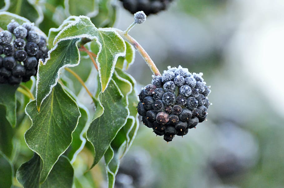 cluster, fruit, bush, winter, jelly, gel, nature, grains, foliage HD wallpaper