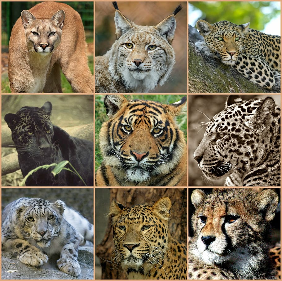 photo of types of wild cats collage, big cats, predators, animals