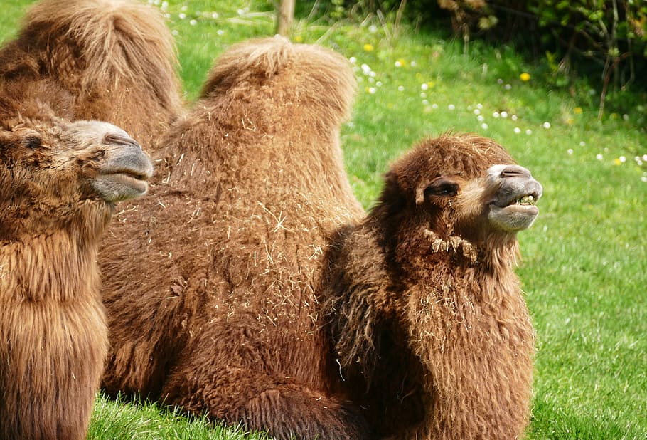 camel, animals, nature, wild, wildlife, mammal, zoo, africa HD wallpaper