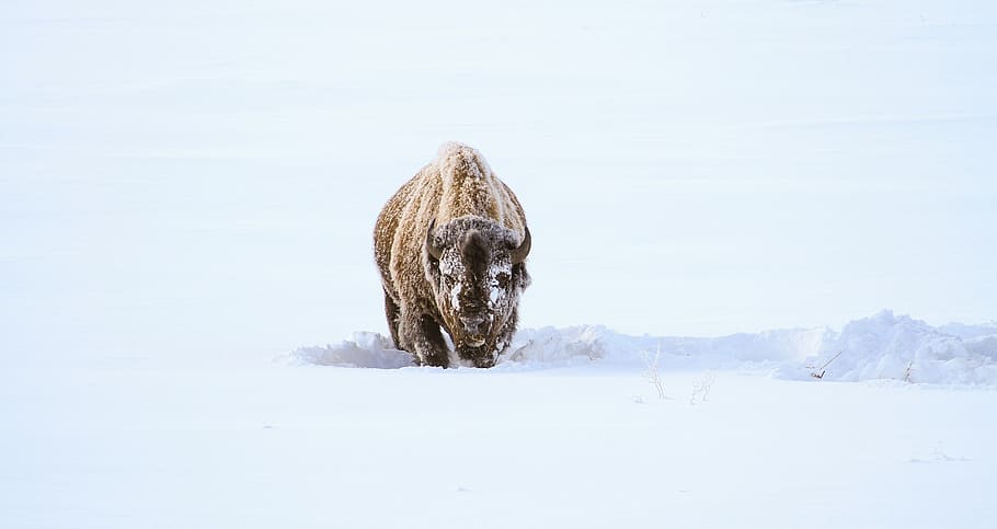 brown bison walking on snow, buffalo, feeding, eating, landscape HD wallpaper