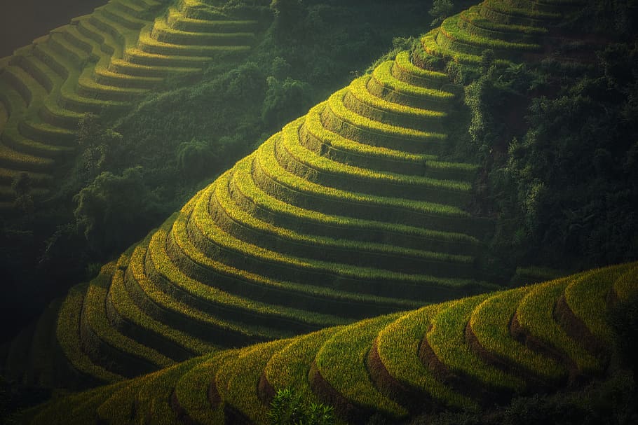 Rice Terraces, golf club, the village, agriculture, canyons, vietnamese, HD wallpaper