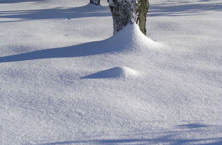 wintry, tree, snow, winter magic, cold temperature, nature HD wallpaper