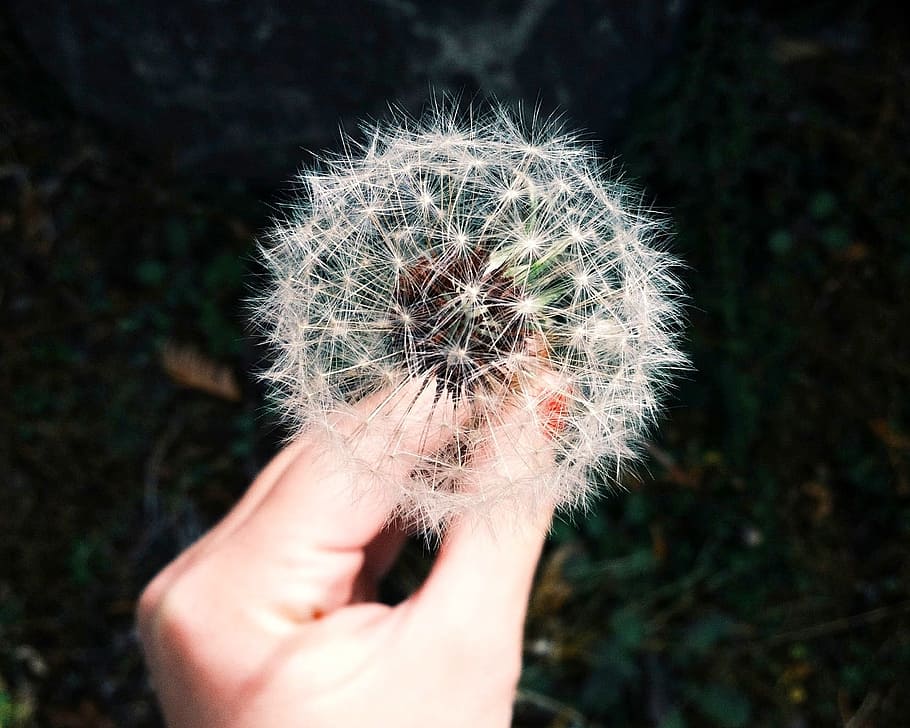 person holding white dandelion flower, hand, human hand, human body part HD wallpaper