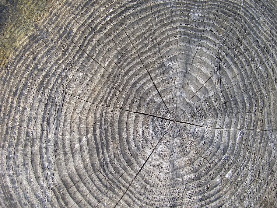 brown and black wood, tree, stump, tree rings, years, forest