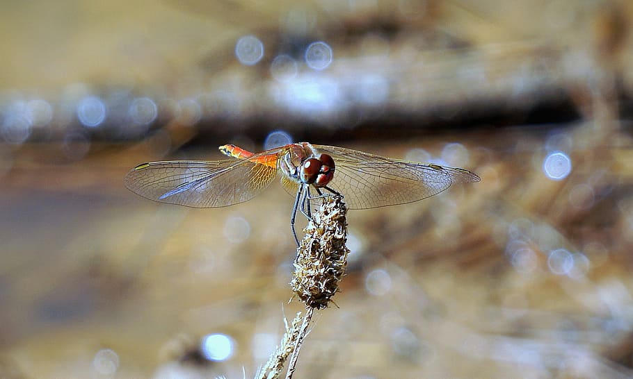 dragonfly, insect, red dragonfly, wings, flying insect, beauty HD wallpaper