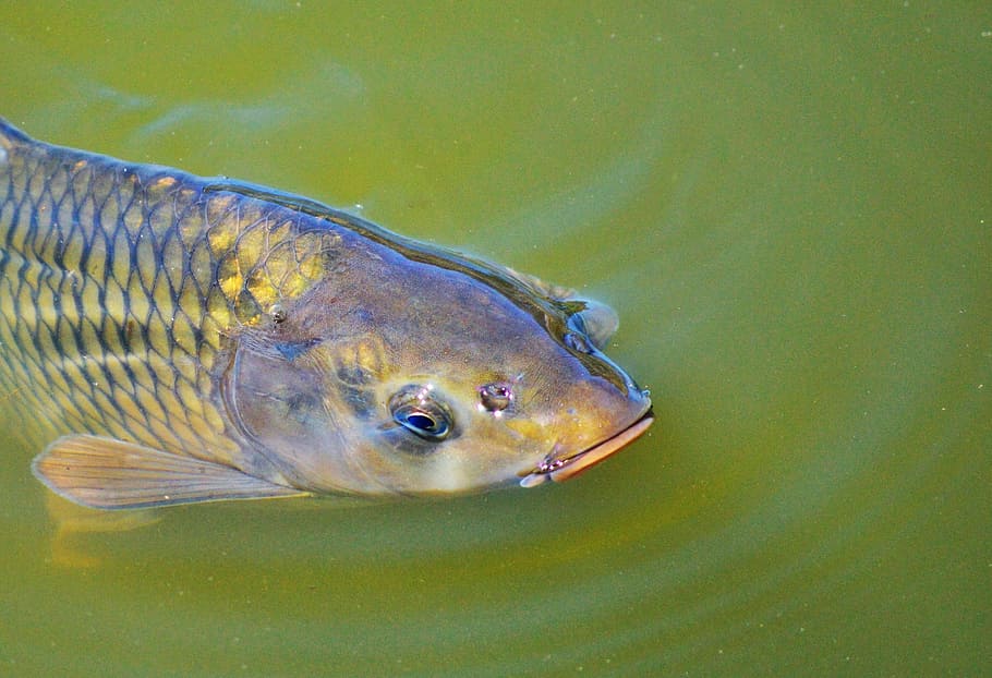 carp, fish, appear, swim, pond, water, water surface, scale HD wallpaper