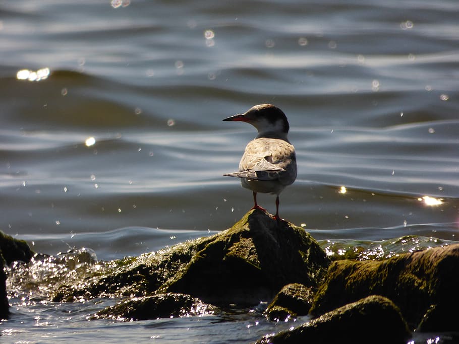 sea, seagull, water, bird, vertebrate, animals in the wild HD wallpaper