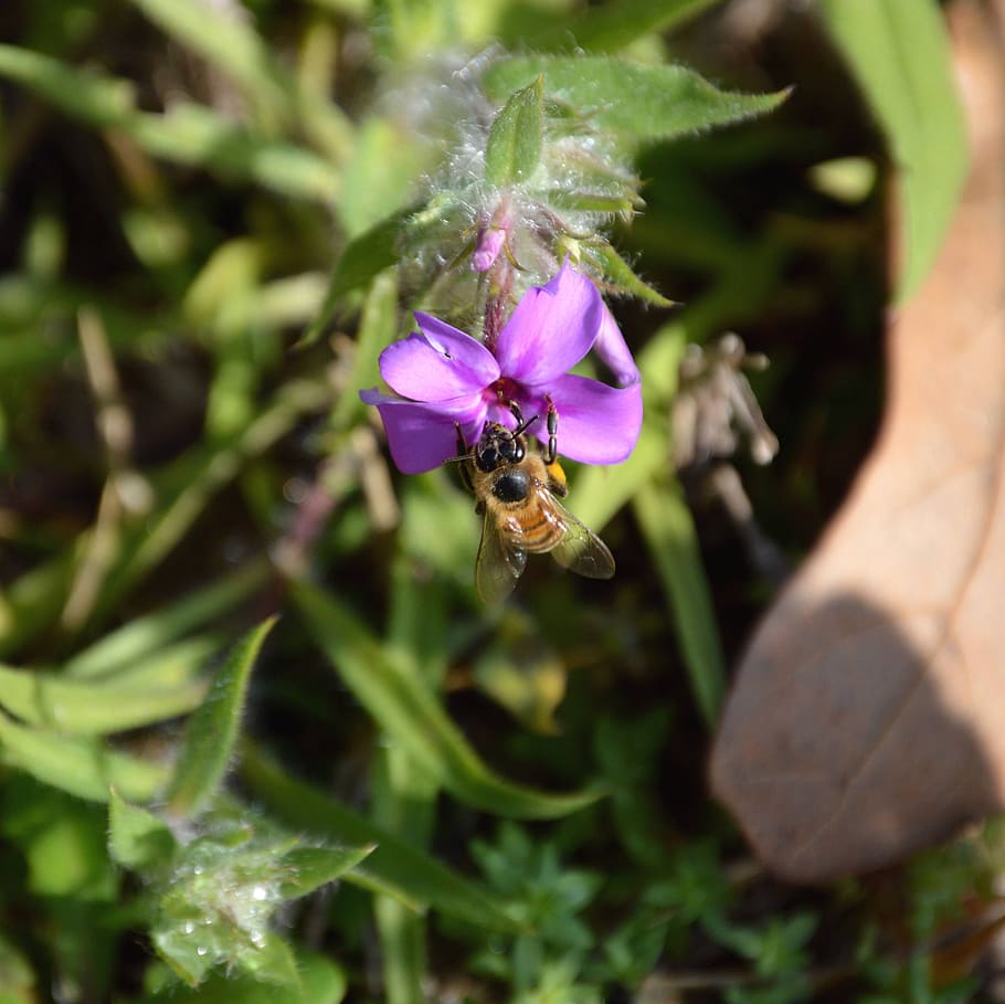 Bee, Flower, Pollinate, Insect, Nature, plant, natural, wing HD wallpaper