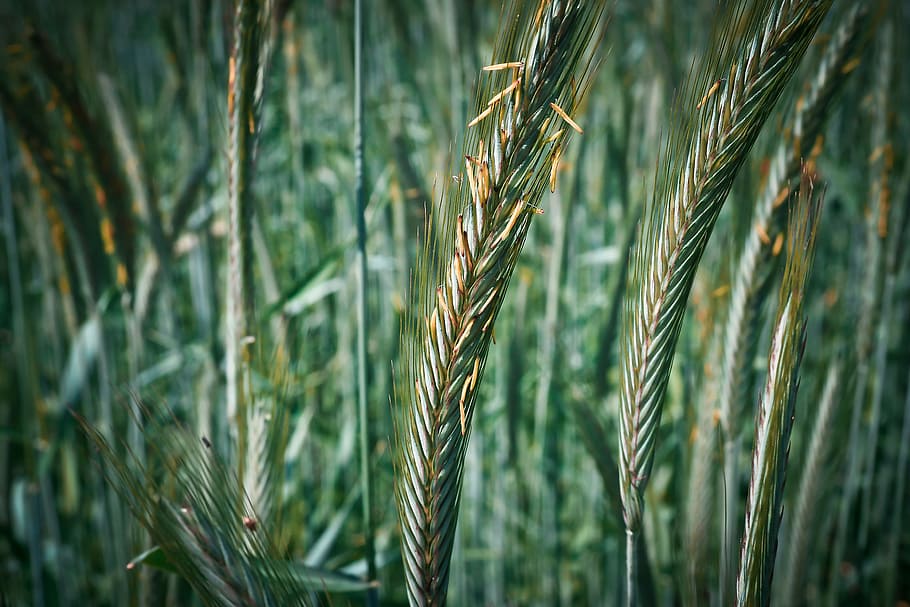 grain, cornfield, cereals, wheat, nature, agriculture, spike HD wallpaper
