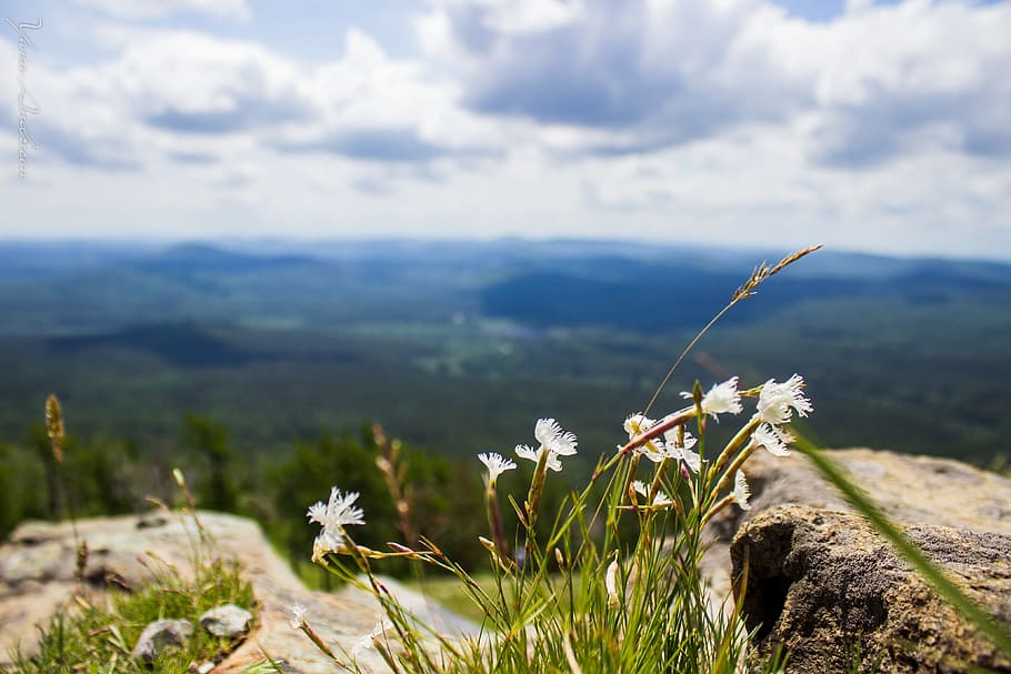 mountains, flower, sky, nature, lone peak, landscape, in the mountains HD wallpaper