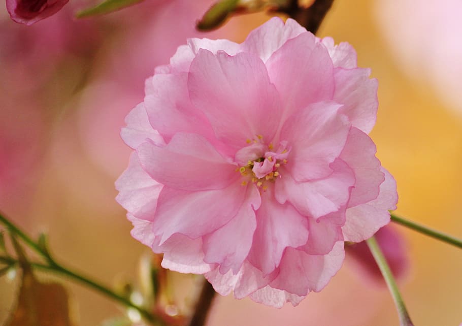 shallow focus of pink petaled flower, blossom, bloom, macro HD wallpaper