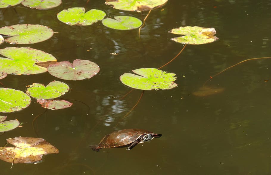 turtle, nature, pond, water, lake, floating, leaf, plant part HD wallpaper