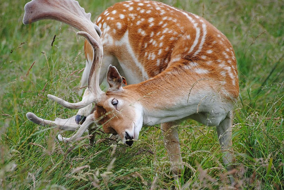 fallow, buck, scratching, animal, animal themes, mammal, animal wildlife HD wallpaper