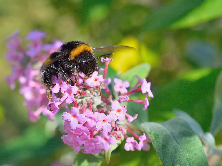 Hummel, Insect, Flowers, one animal, fragility, animals in the wild HD wallpaper