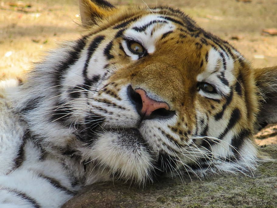 Tiger focus photography, head, cat, close, eyes, tired, rest HD wallpaper
