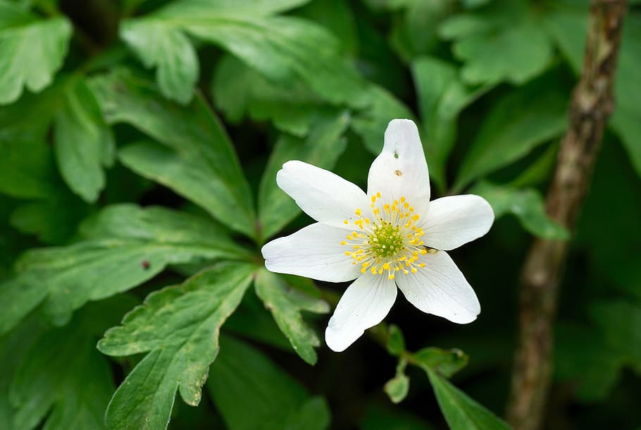 macro, flower, nature, garden, blossom, bloom, close, spring HD wallpaper