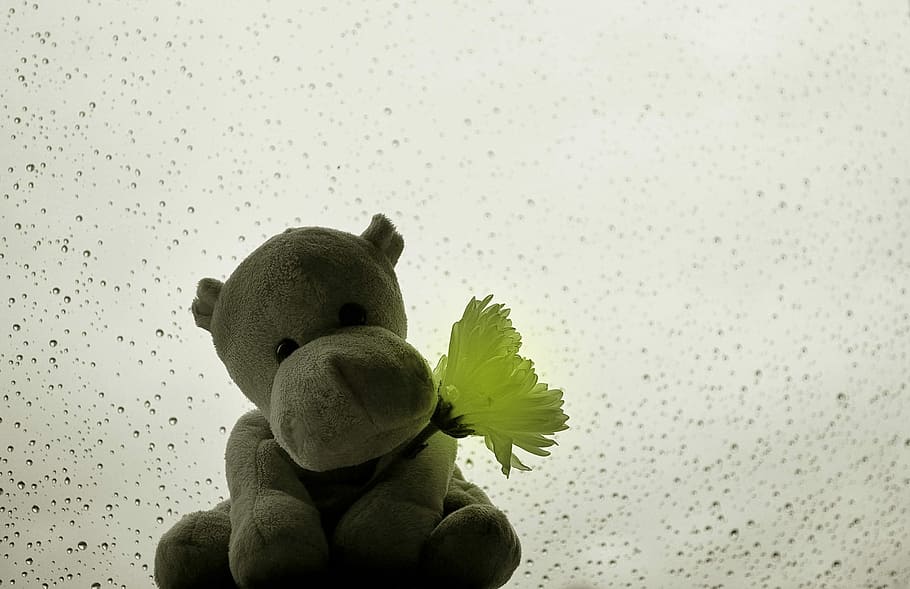 Hippo, Raindrops, background, plush, toy, flowers, plants, nature HD wallpaper