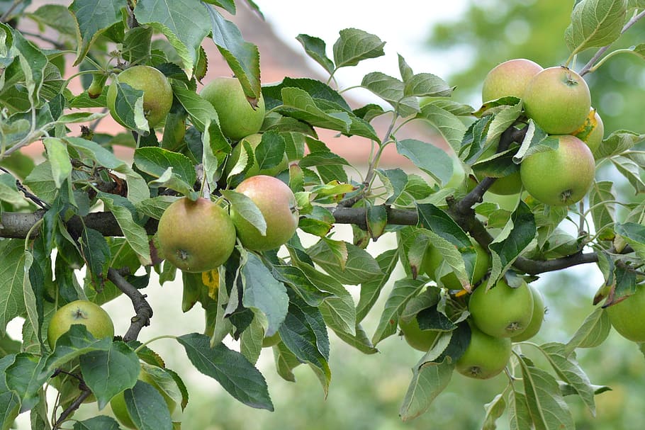 apple, apple tree, branch, fruit, vitamins, healthy eating HD wallpaper