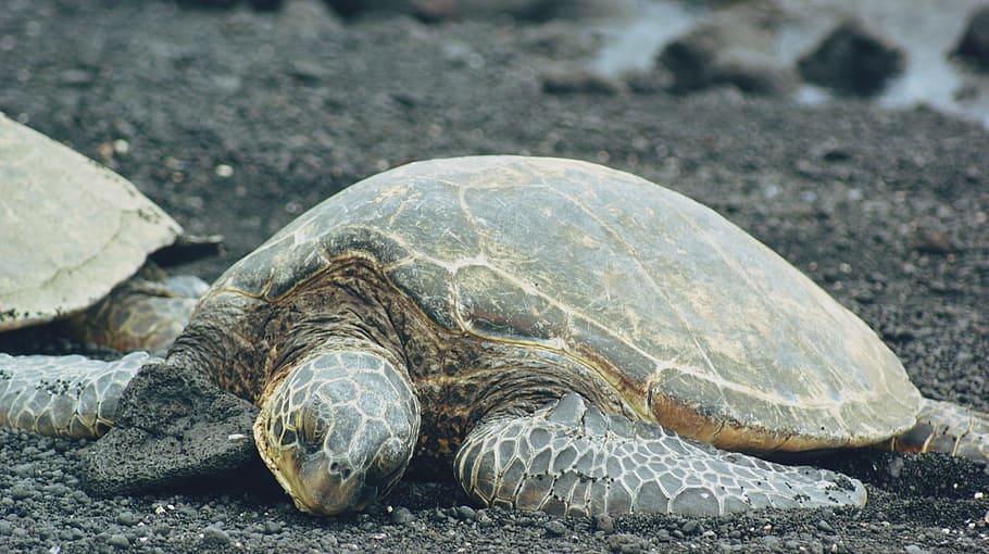 gray an brown turtle on seashore, Turtle, Beach, Black Sand HD wallpaper