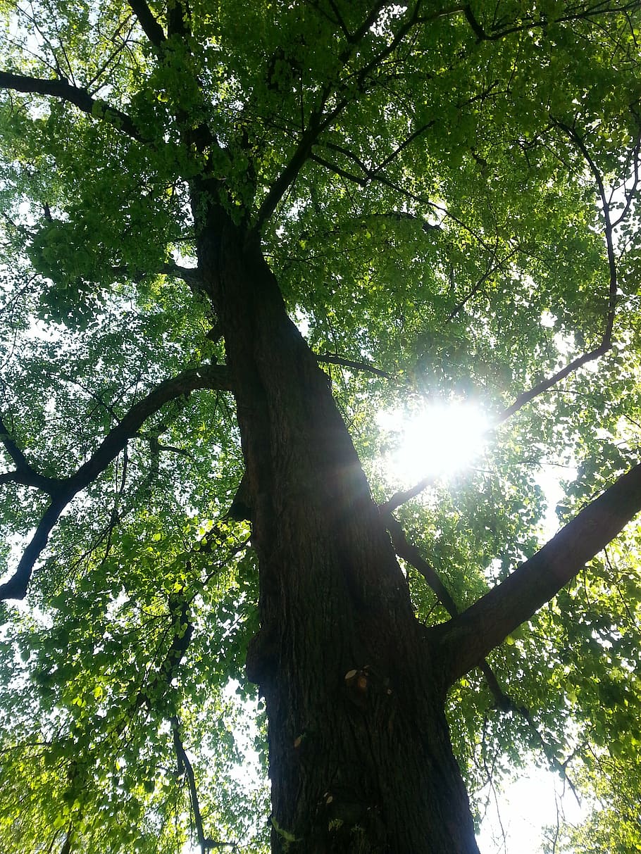 tree, light, shadow, rays, nature, rest, foliage, forest, outdoors HD wallpaper