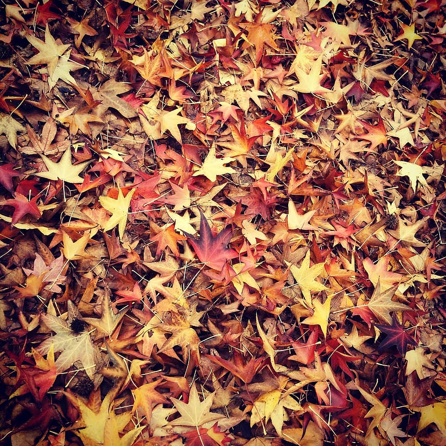 leaf, fall, leaves, autumn, read, outdoors, natural, season HD wallpaper