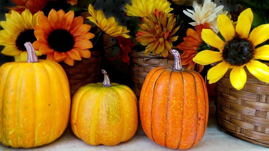three pumpkins front of yellow sunflowers table decoration, halloween, HD wallpaper