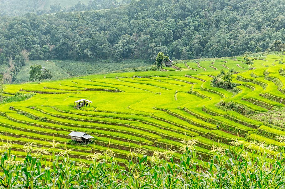 Rice Field, Rice Terrace, Thailand, chiang mai, landscape, agriculture