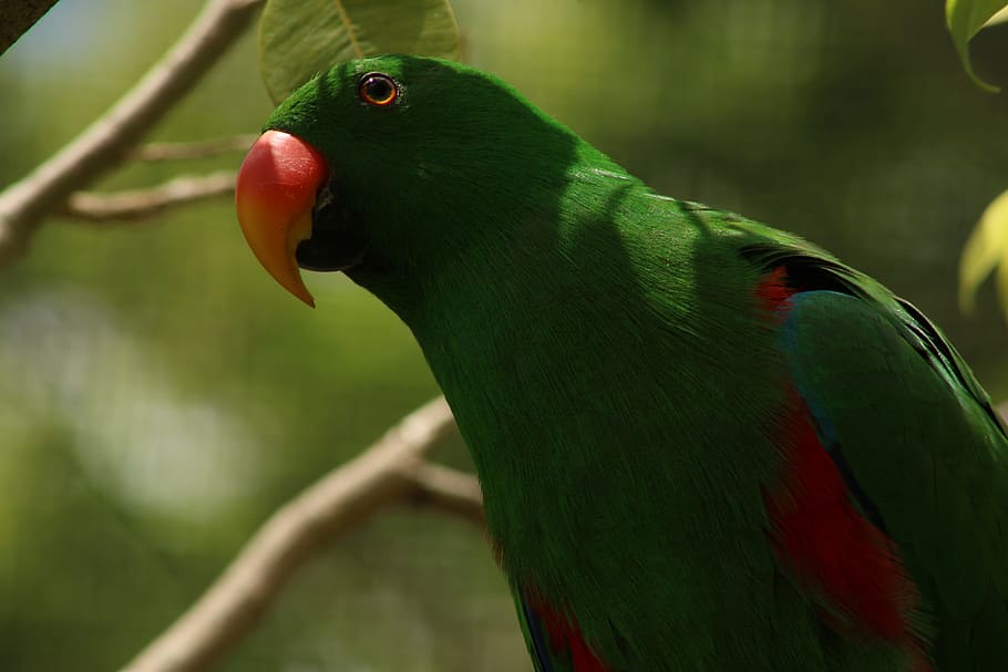parrot, head, green, bird, beak, wild, animal themes, vertebrate HD wallpaper