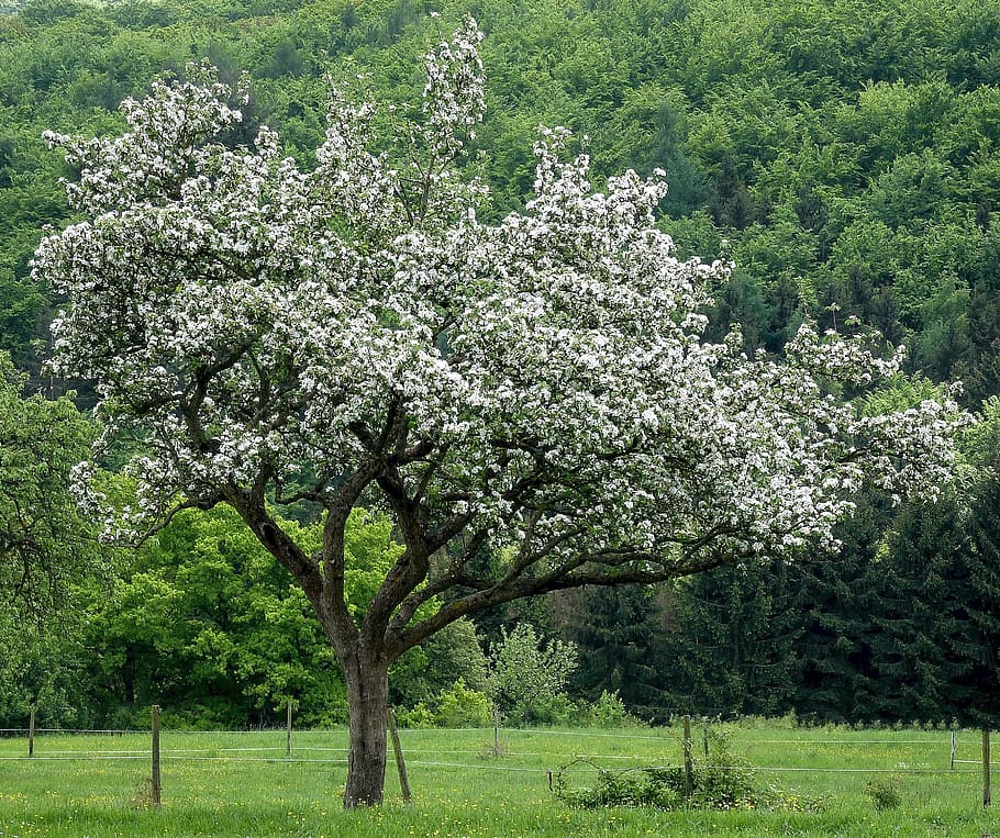 Apple Tree, Apple Blossom, Meadow, nature, landscape, spring HD wallpaper