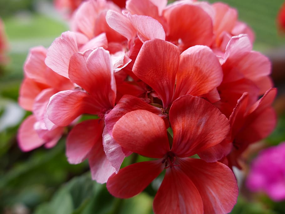 flowers, geranium, balcony flower, flowering plant, fragility HD wallpaper