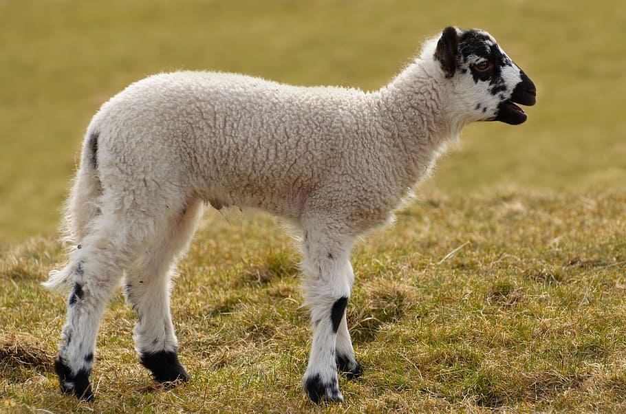 white and black sheep on grassland, lamb, young, farm, cub HD wallpaper