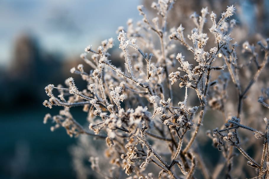 frost, winter, cold, ice, gel, leaves, crystals, nature, branches HD wallpaper