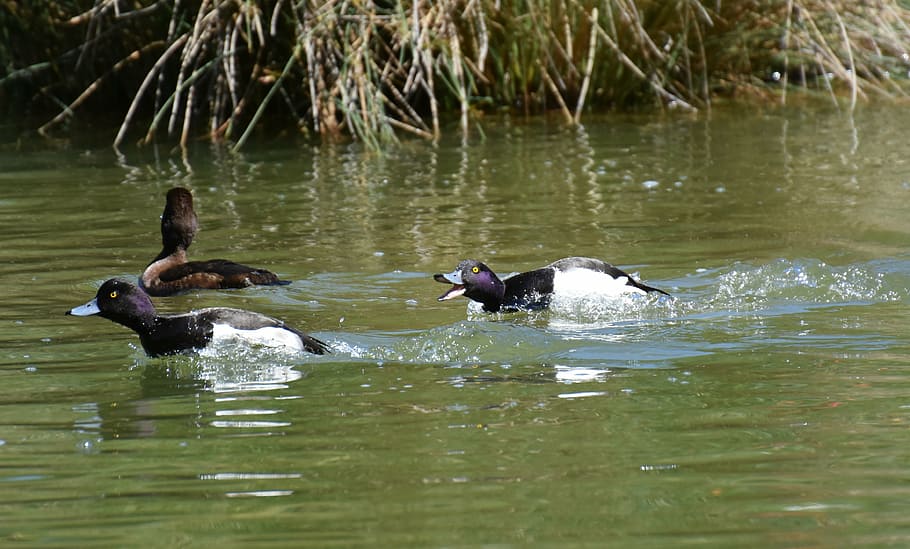 tufted duck, ducks, play, action, cute, funny, water, waterfowl HD wallpaper