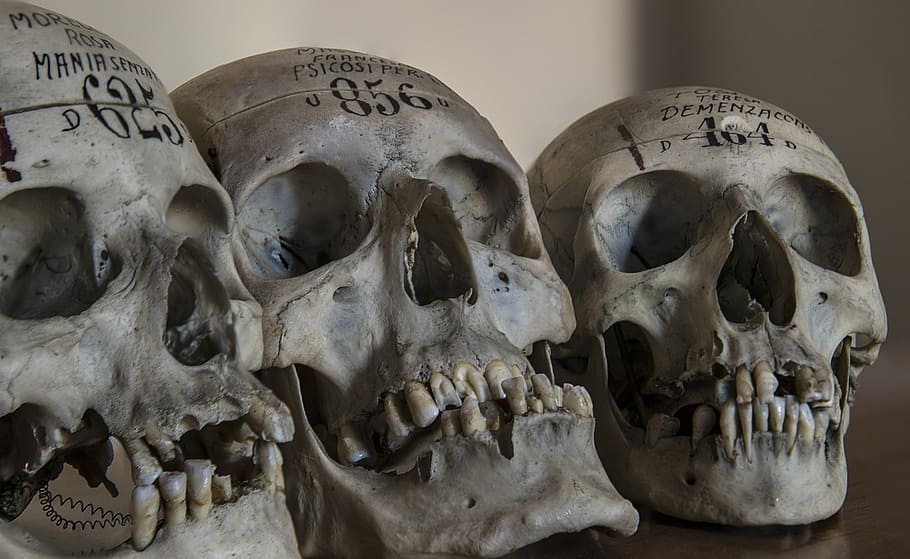 three gray skull decors, three human skulls with numbers carved on forehead HD wallpaper