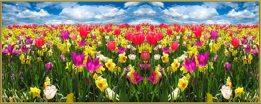red and pink flowers, Spring, Nature, Blossom, Bloom, flower meadow