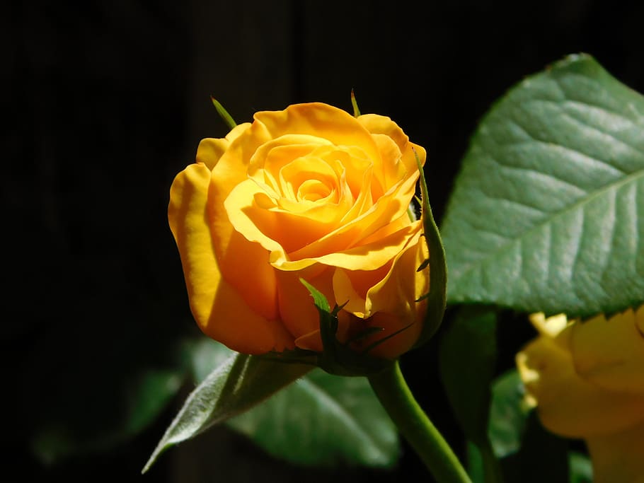 button, yellow, rosa, flower, spring, garden, plant, flowers HD wallpaper
