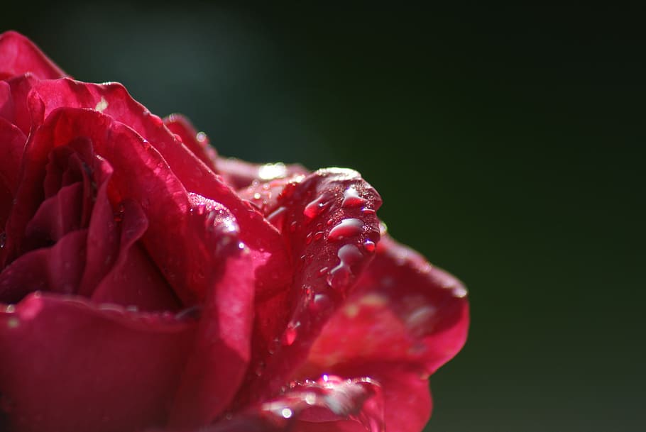 rose, red, summer, flower, blossom, bloom, dew, morning, tender HD wallpaper
