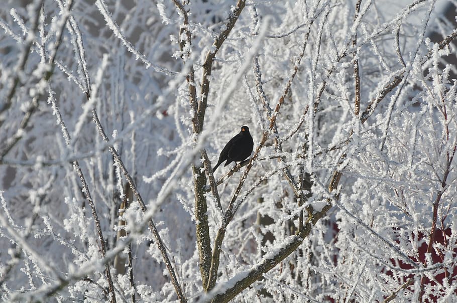 bird, snow, cold, nature, winter landscape, tree, animals, december HD wallpaper