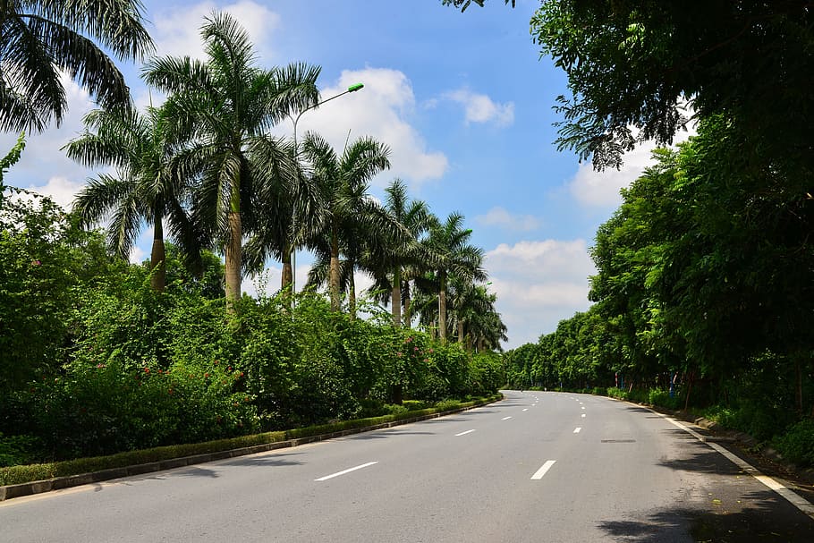 road, ecopark, autumn, tree, plant, transportation, direction HD wallpaper
