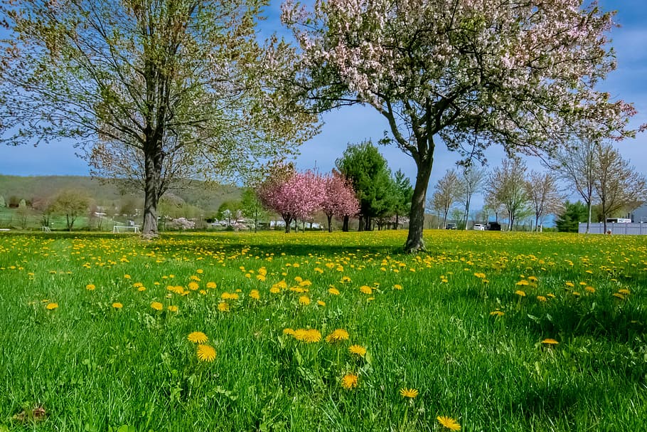 springtime, nature, blossom, blooming, branch, sunlight, green HD wallpaper