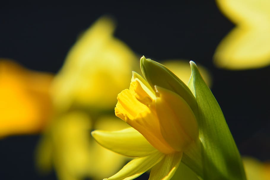 narcissus, daffodil, macro, close, yellow, blossom, bloom, narcissus pseudonarcissus HD wallpaper
