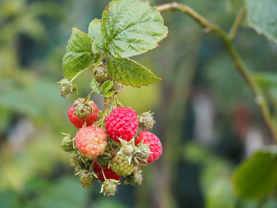 raspberry, fruit, bio, garden, berries, red, close, sweet, nature HD wallpaper