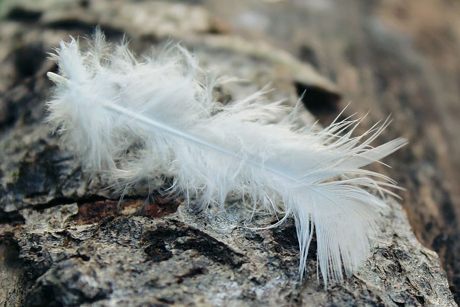 feather, log, tribe, bark, tree, wood, nature, forest, vulnerability HD wallpaper