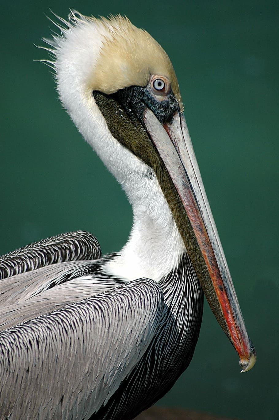 white, black, and brown bird with long beak, pelican, avian, tropical, HD wallpaper