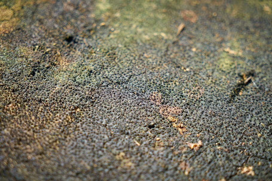 aba, surface, dirty, tree, texture, wood tissue, plant, nature HD wallpaper